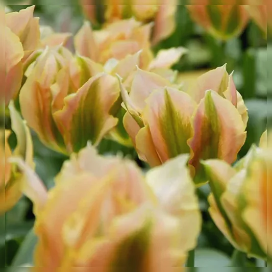 Тюльпан Голден Артист