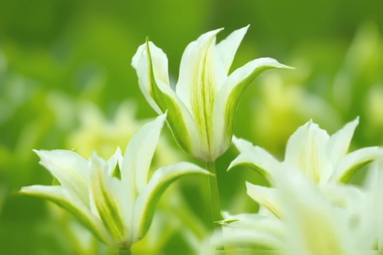 Тюльпан Грінстар / Tulipa Greenstar