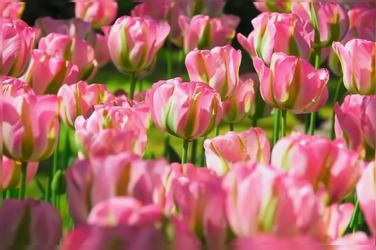 Тюльпан Гроенланд / Tulipa Groenland