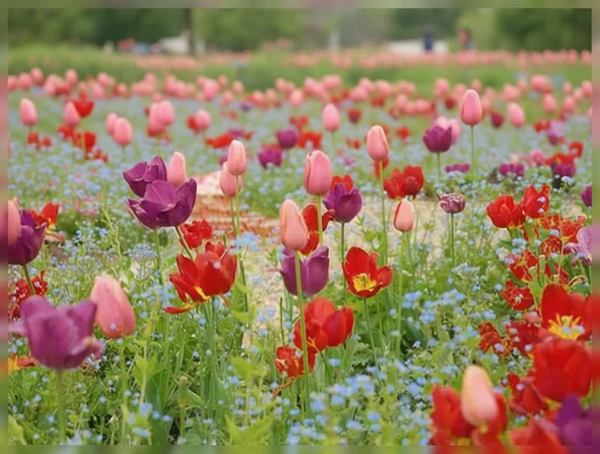 Тюльпан Іль де Франс