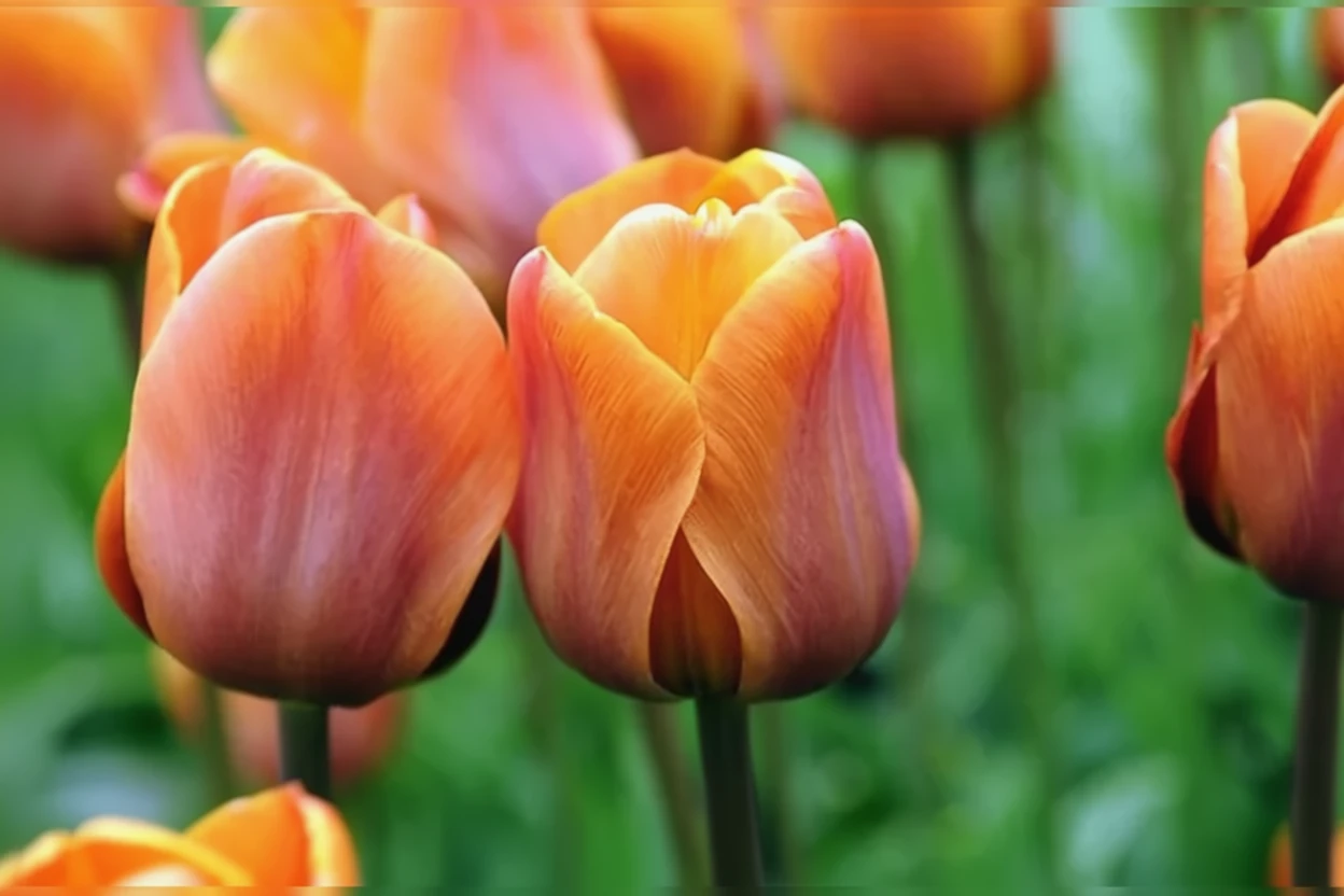 Тюльпан Каїр / Tulipa Cairo