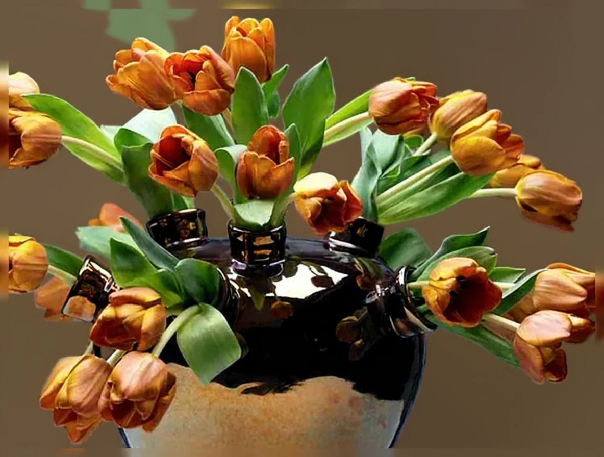 Тюльпан Каїр