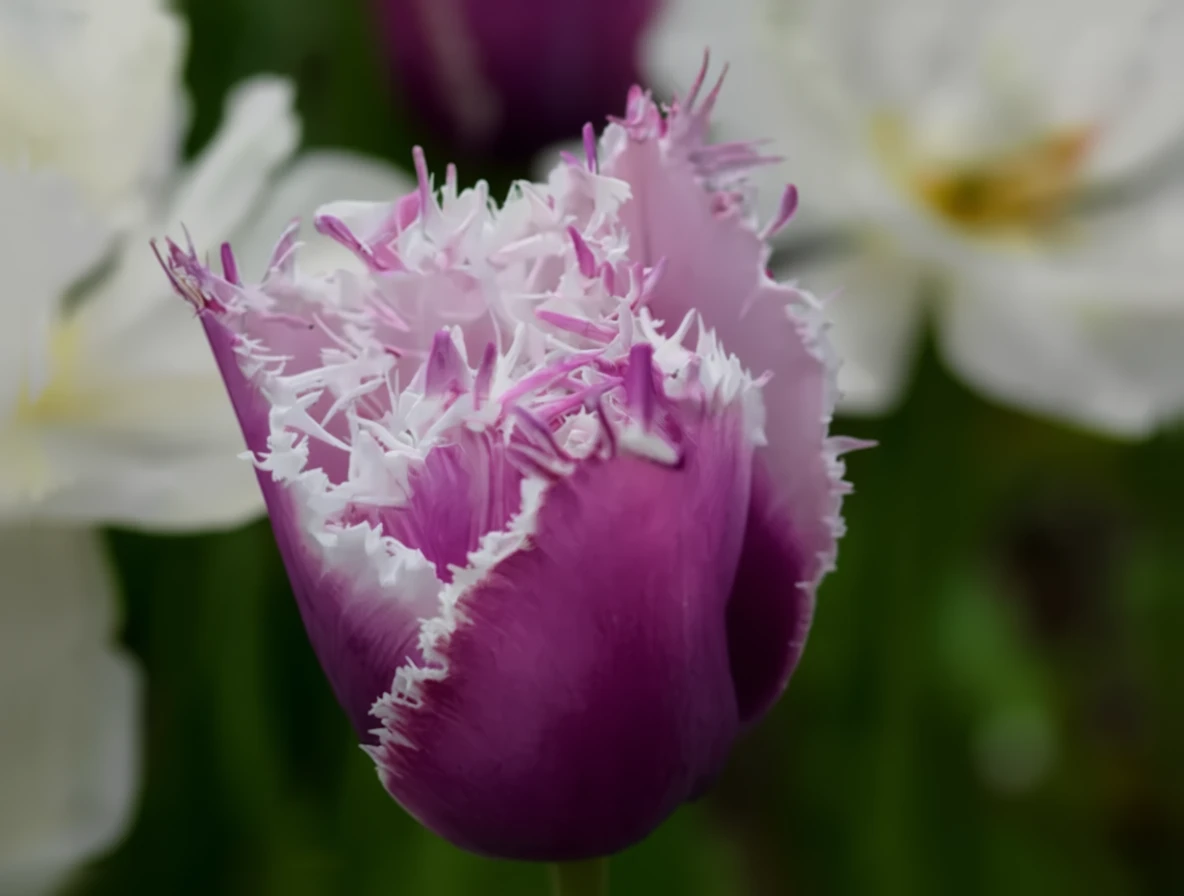 Тюльпан Каммінс / Tulipa Cummins