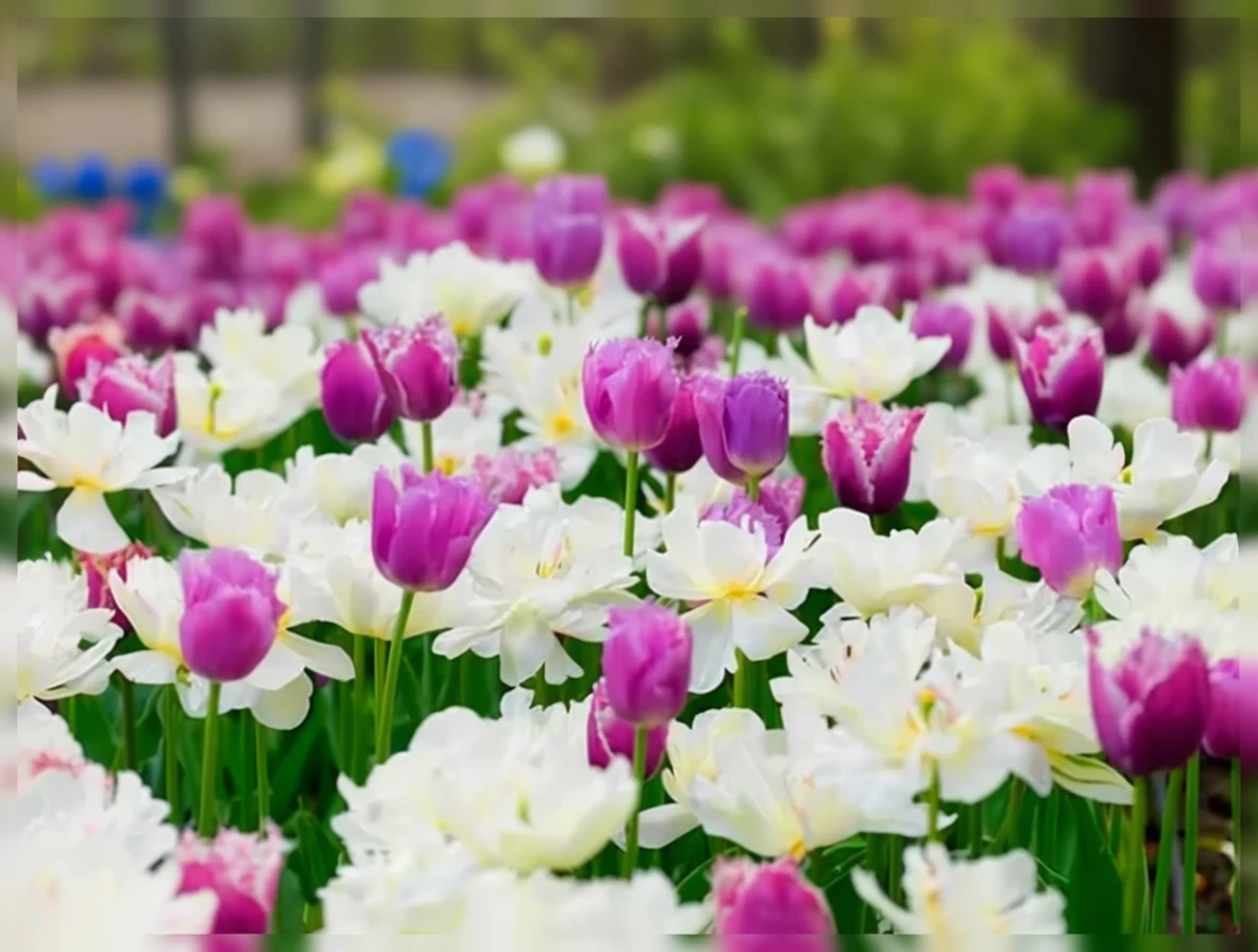 Тюльпан Каммінс