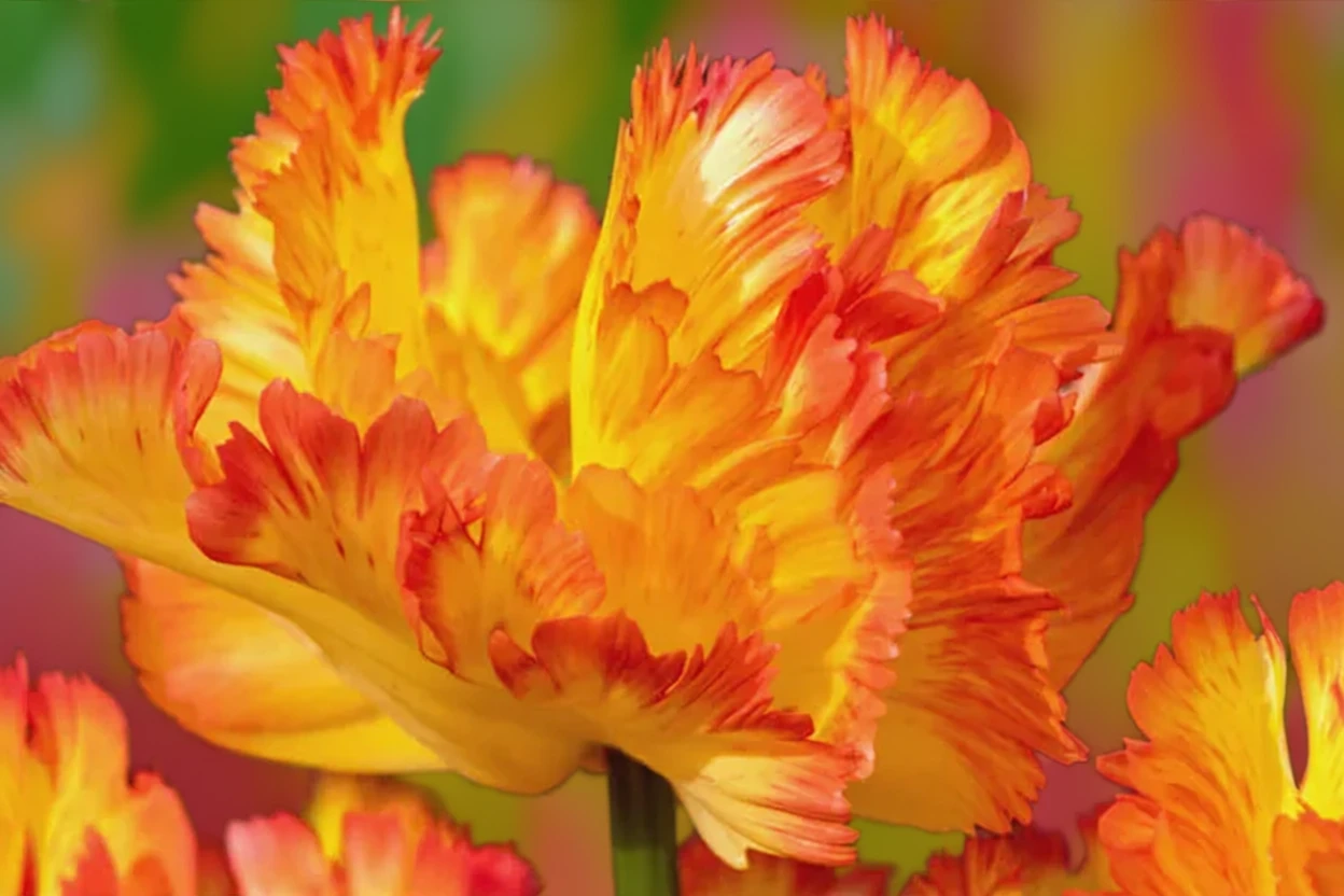 Тюльпан Карібіан Паррот