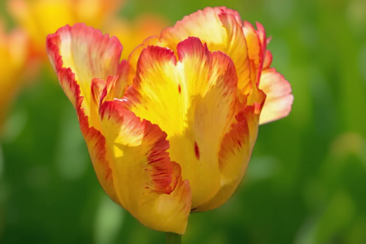 Тюльпан Карібіан Паррот