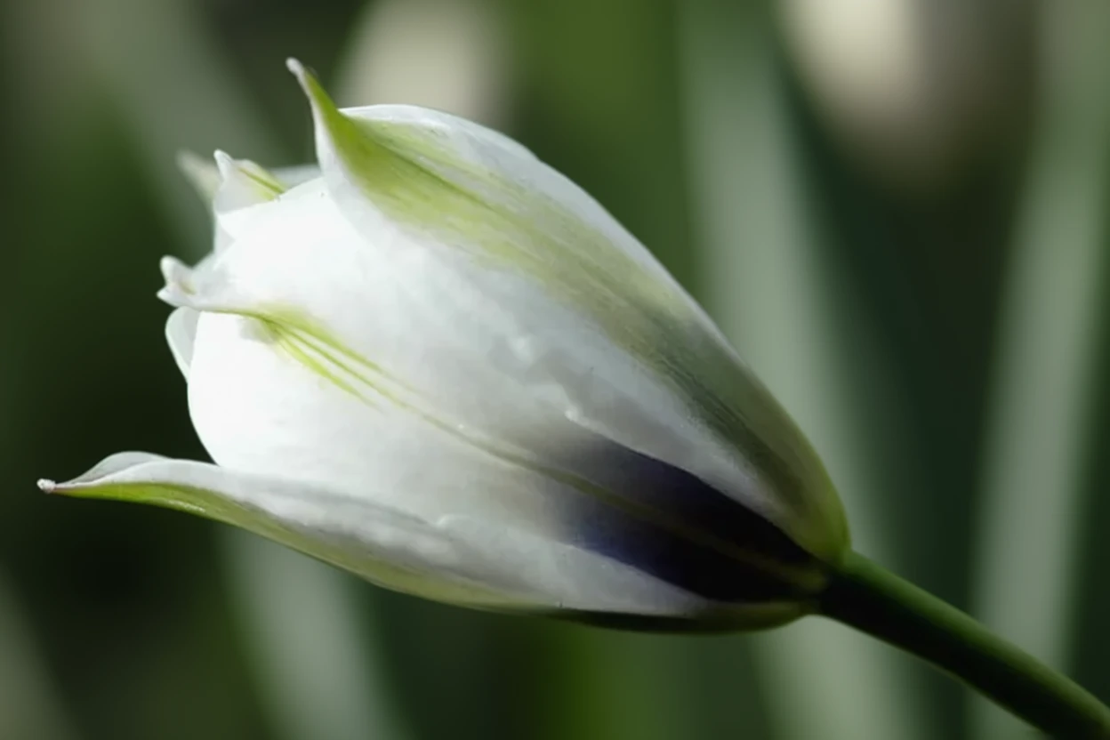 Тюльпан карликовий Альба Керулеа Окулата