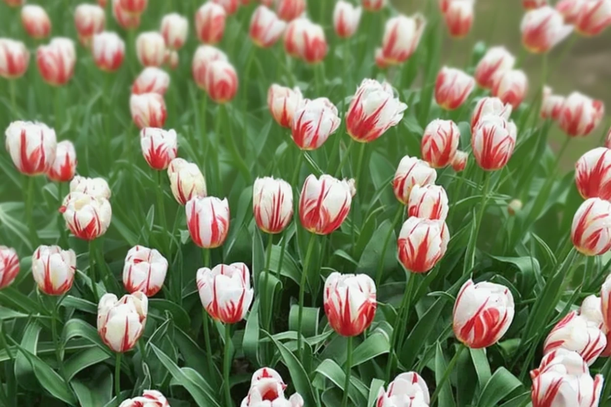 Тюльпан Карнавал де Ріо / Tulipa Carnaval de Rio