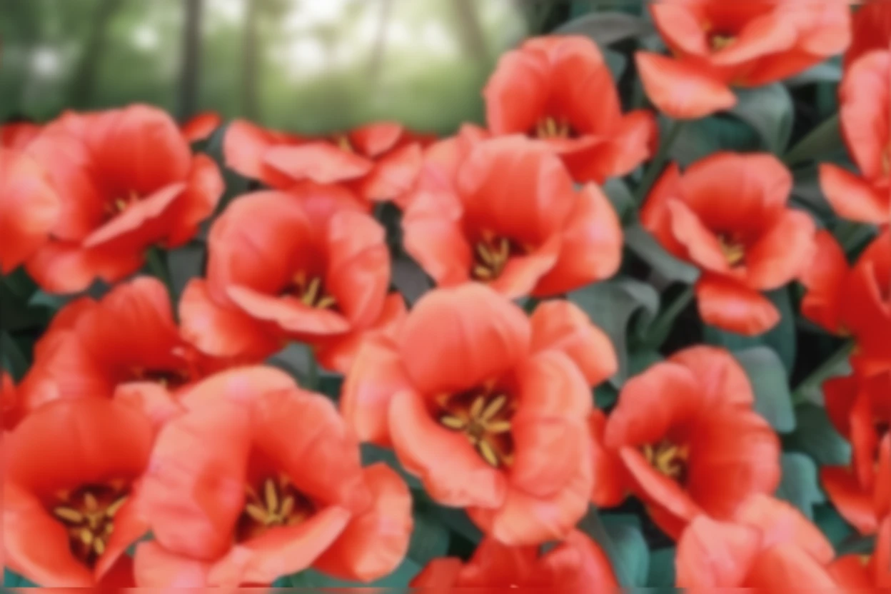 Тюльпан Каса Гранде / Tulipa Casa Grande