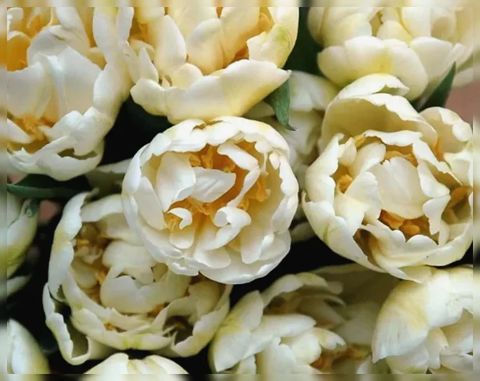 Тюльпан Касабланка