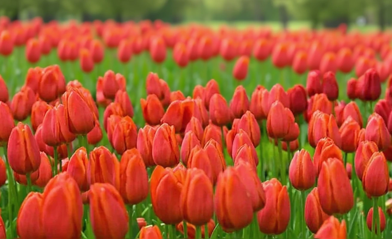 Тюльпан Кассіні / Tulipa Cassini