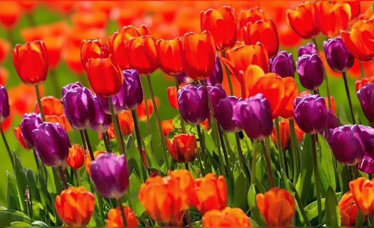 Тюльпан Кассіні