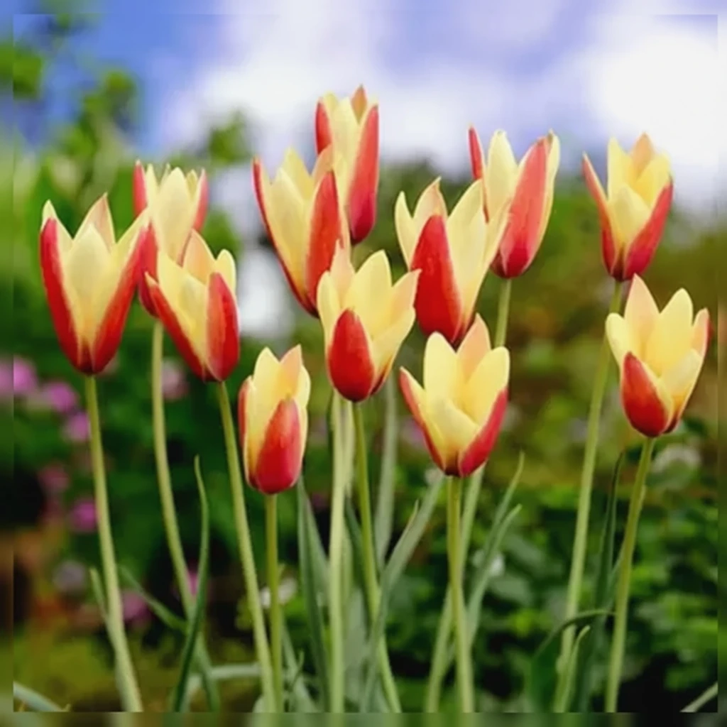 Тюльпан Клюзіуса хризанта Тубергенс Джем