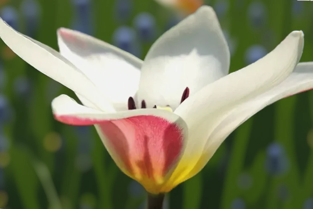 Тюльпан Клузіана Леді Джейн