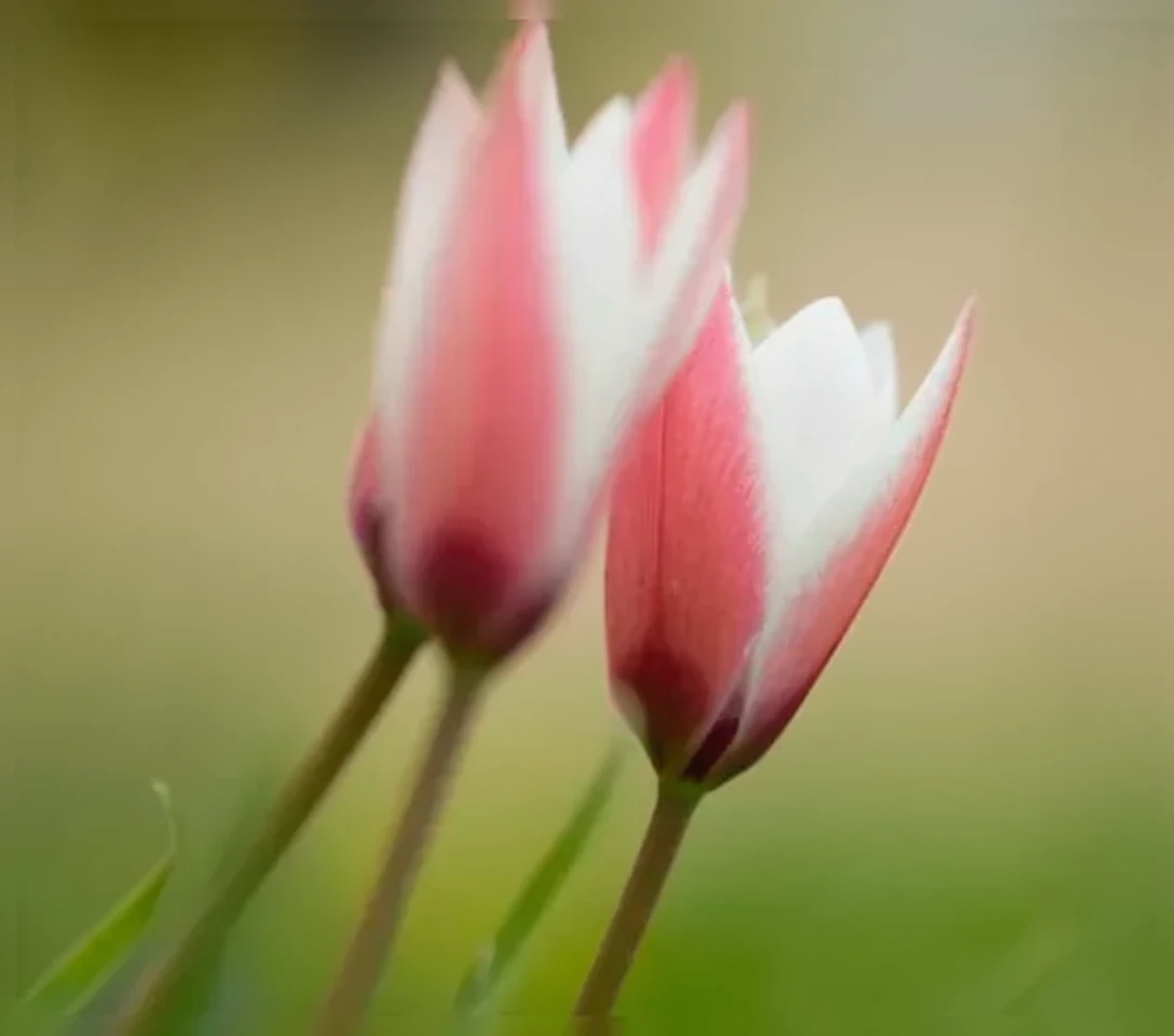 Тюльпан Клузіуса Пеппермінт Стік / Tulipa clusiana Peppermint Stick