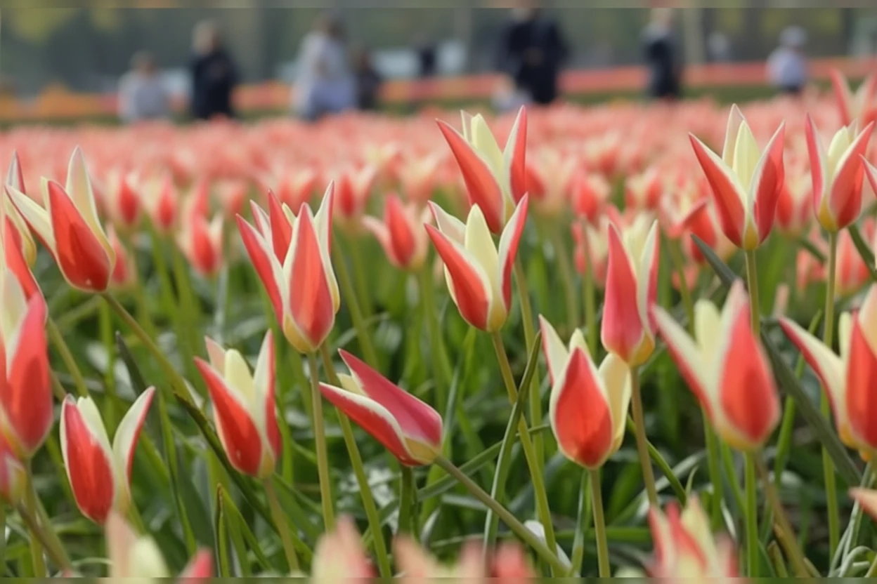 Тюльпан Клузіуса Синтія / Tulipa clusiana Cynthia