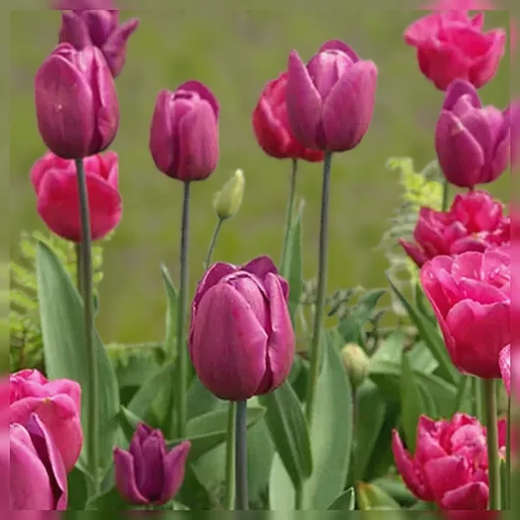 Тюльпан Крістмас Марвел