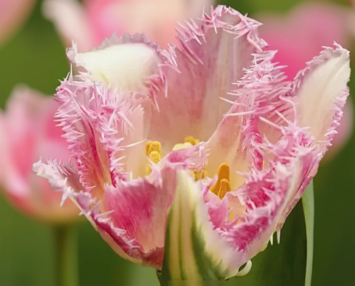 Тюльпан Кул Кристал