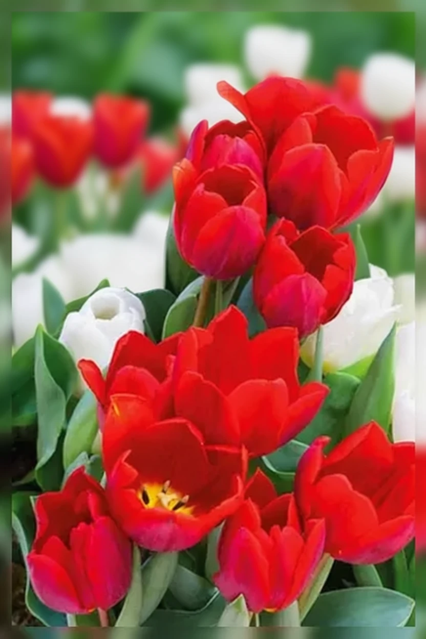 Тюльпан Кулер Кардинал / Tulipa Couleur Cardinal