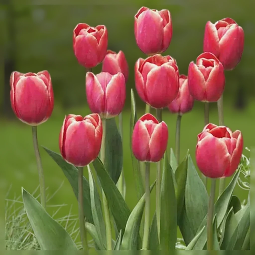 Тюльпан Кунг Фу