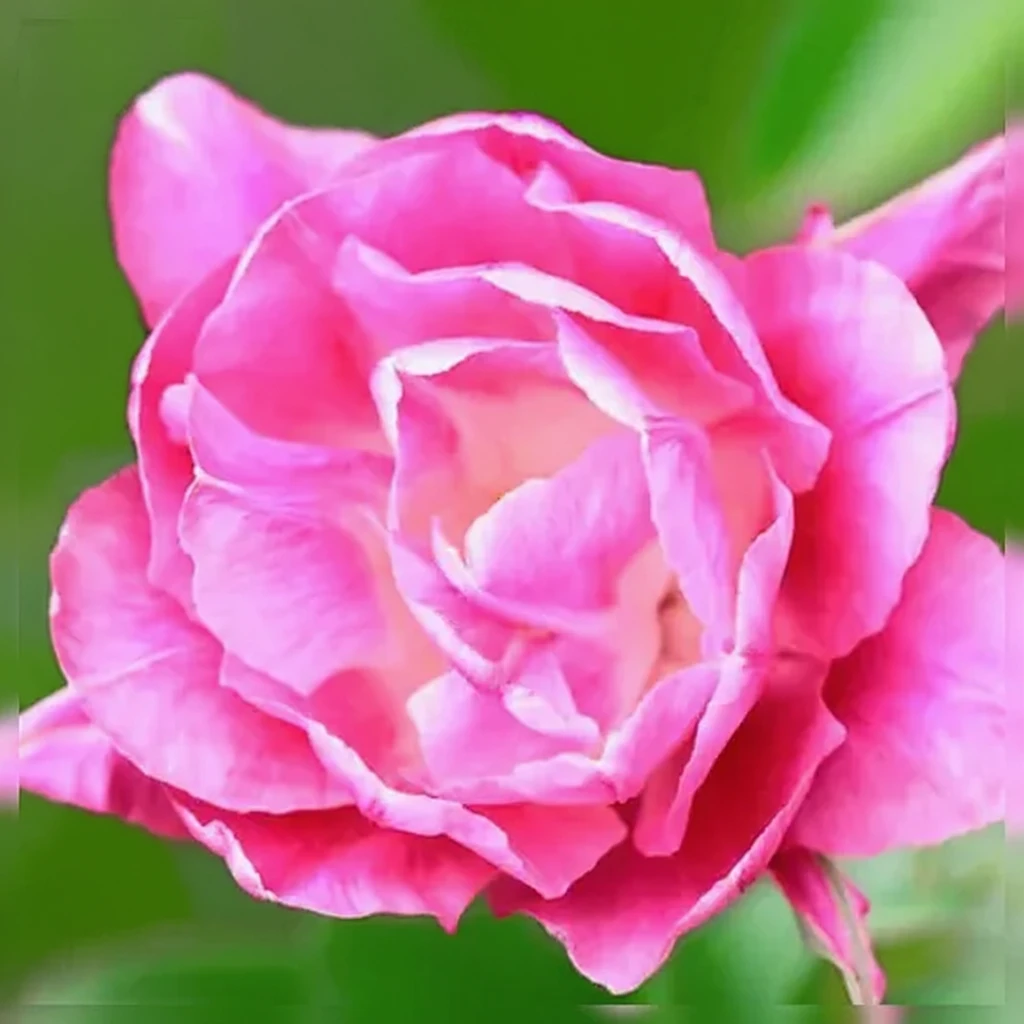 Тюльпан Квін оф Марвел