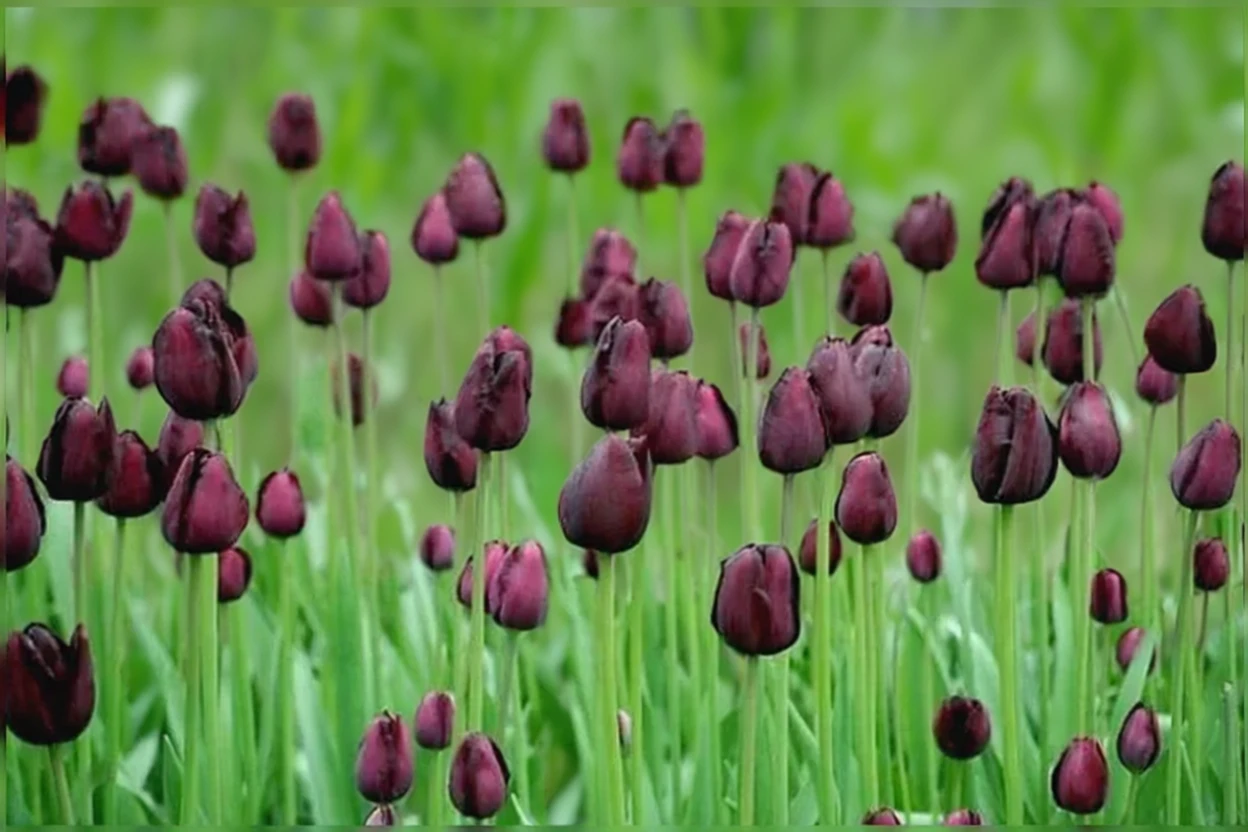 Тюльпан Квін Оф Найт