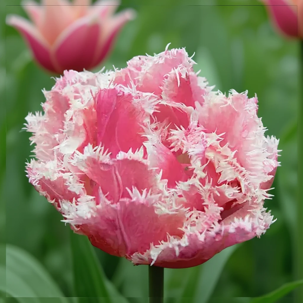 Тюльпан Квінсленд