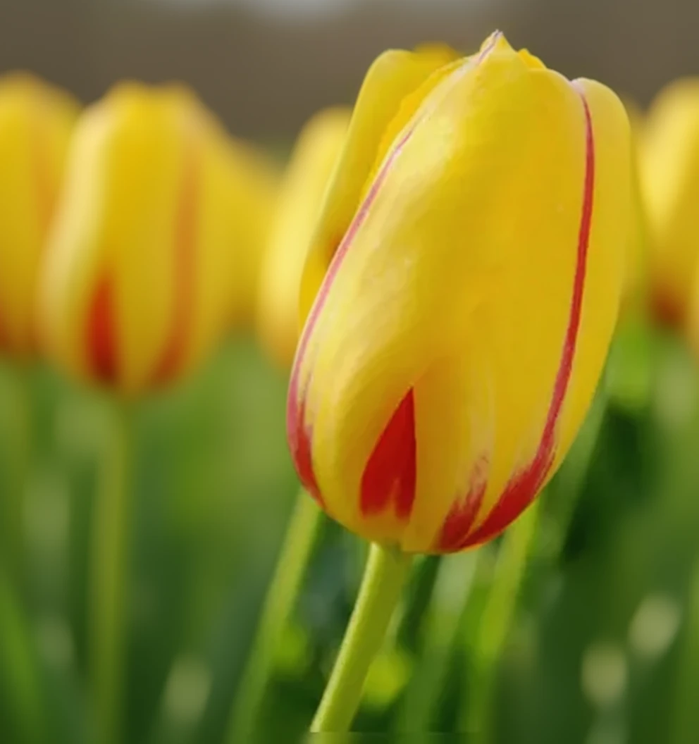 Тюльпан Ла Куртин / Tulipa La Courtine