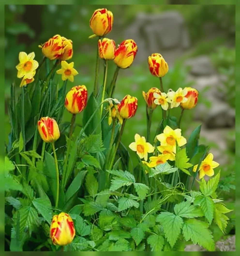 Тюльпан Ла Куртин