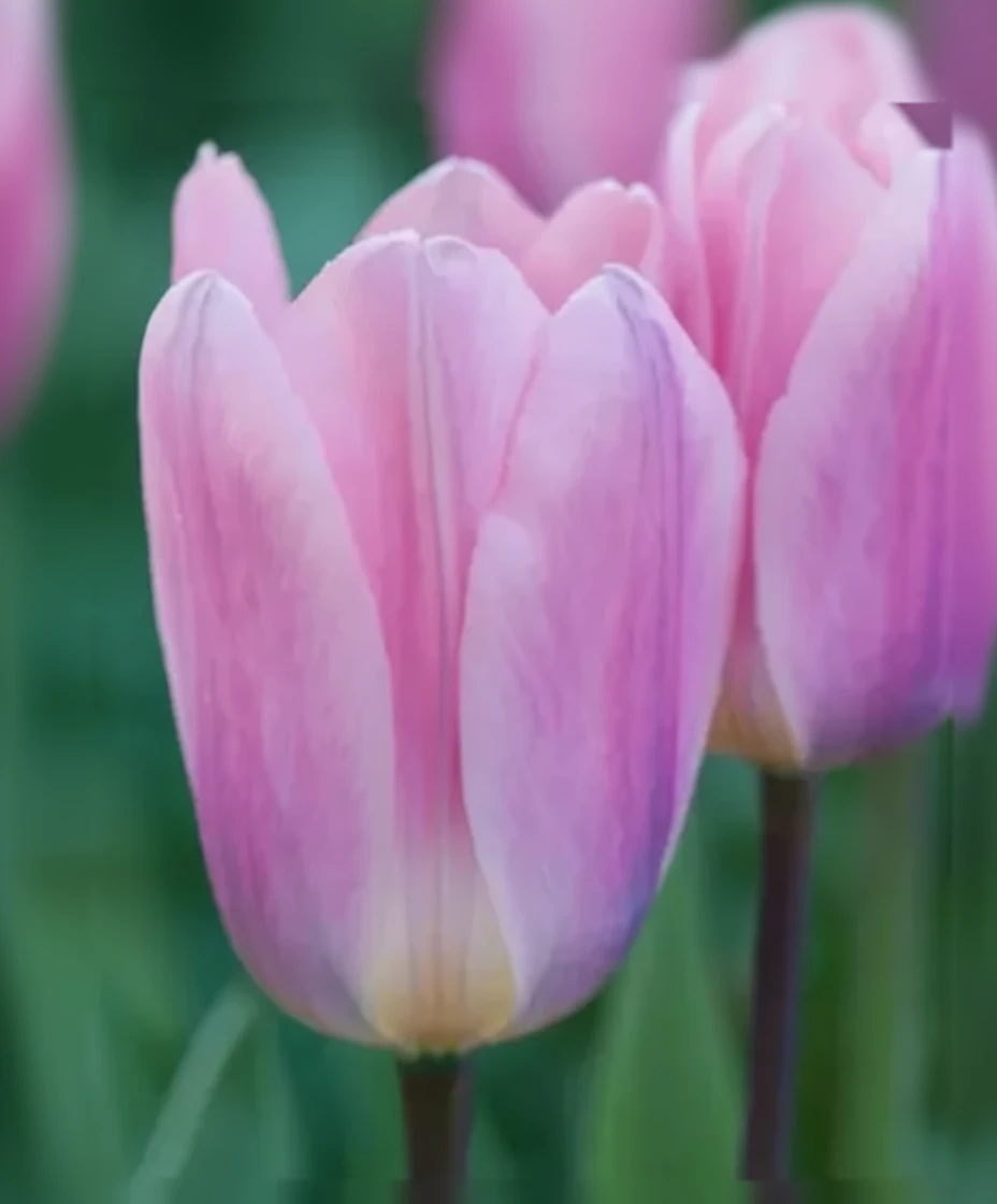 Тюльпан Лайт Енд Дрімі / Tulipa Light And Dreamy