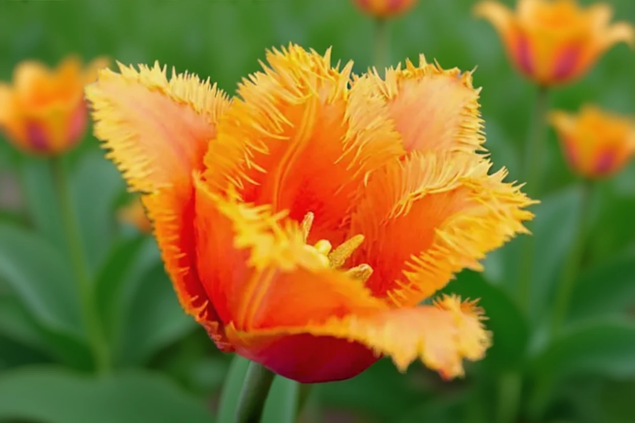 Тюльпан Ламбада / Tulipa Lambada