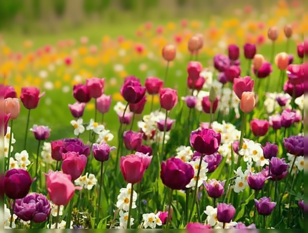 Тюльпан Лілак Перфекшн