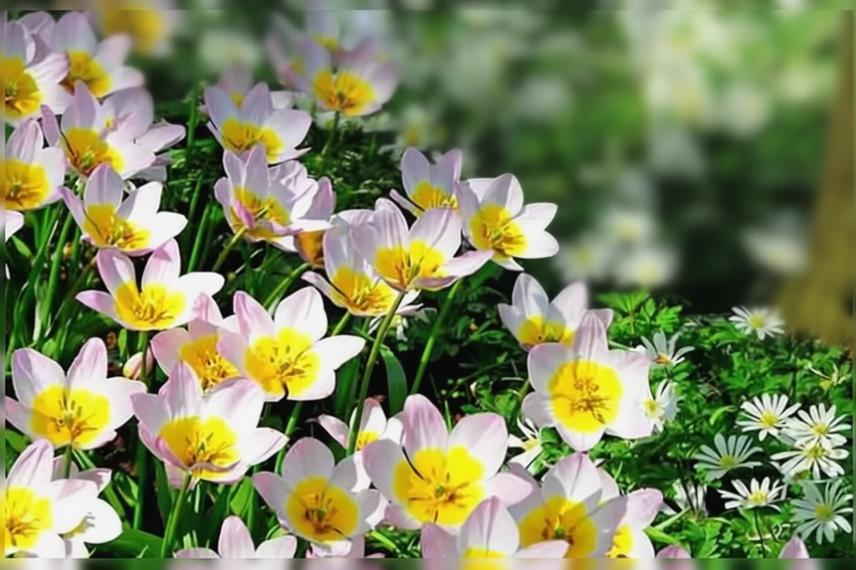 Тюльпан Лілак Вандер