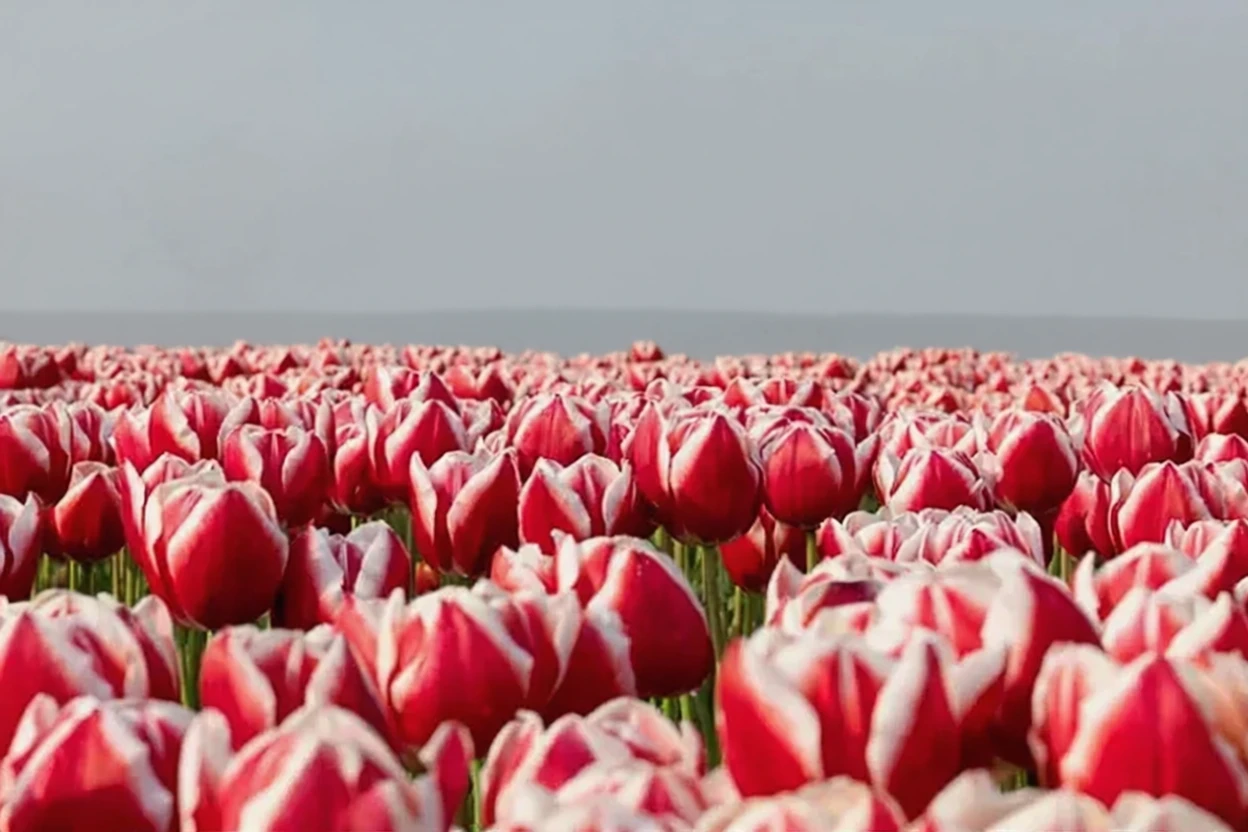 Тюльпан Лін Ван Дер Марк