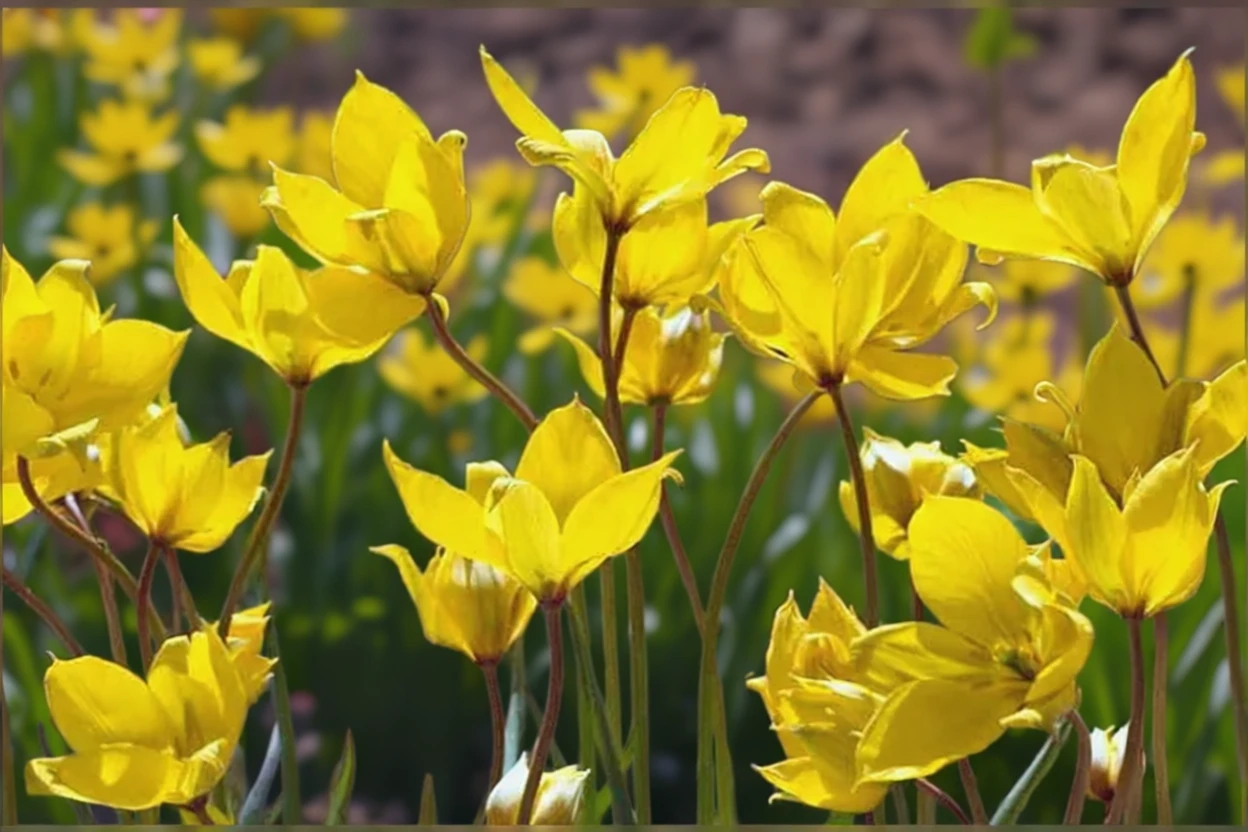 Тюльпан лісовий / Tulipa sylvestris