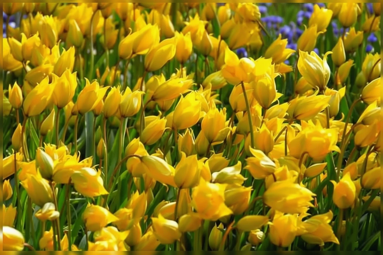 Тюльпан лісовий