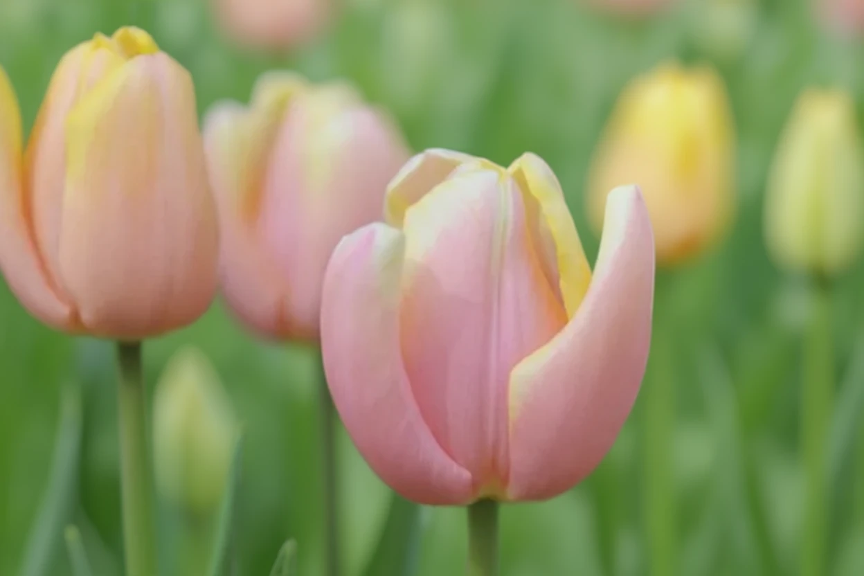 Тюльпан Манго Шарм / Tulipa Mango Charm