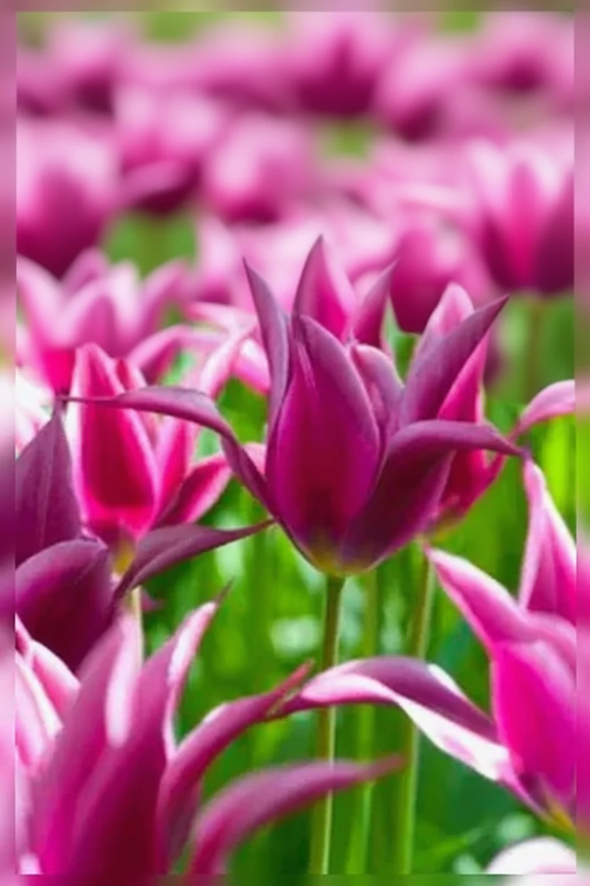 Тюльпан Мейтайм