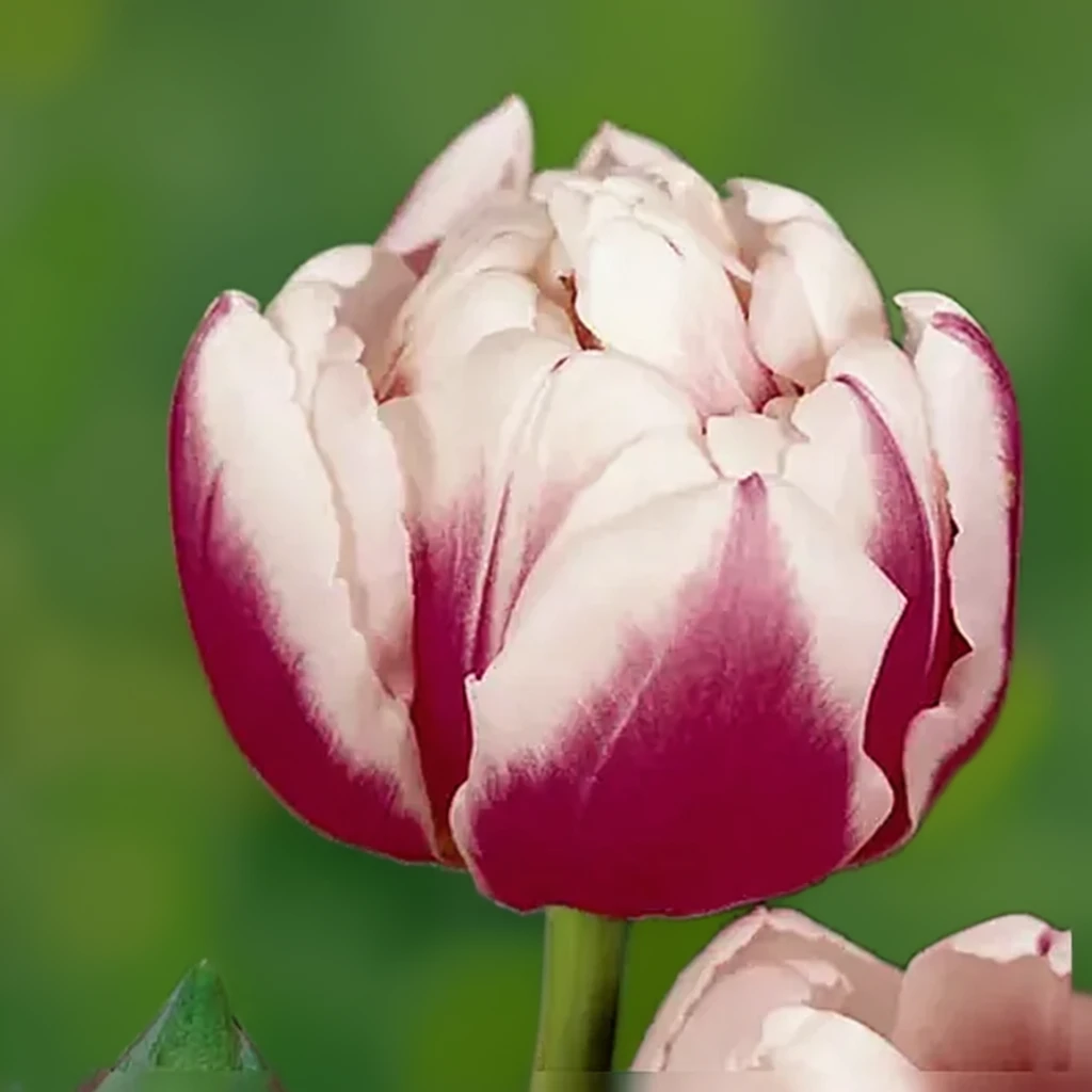 Тюльпан Мелроуз / Tulipa Melrose