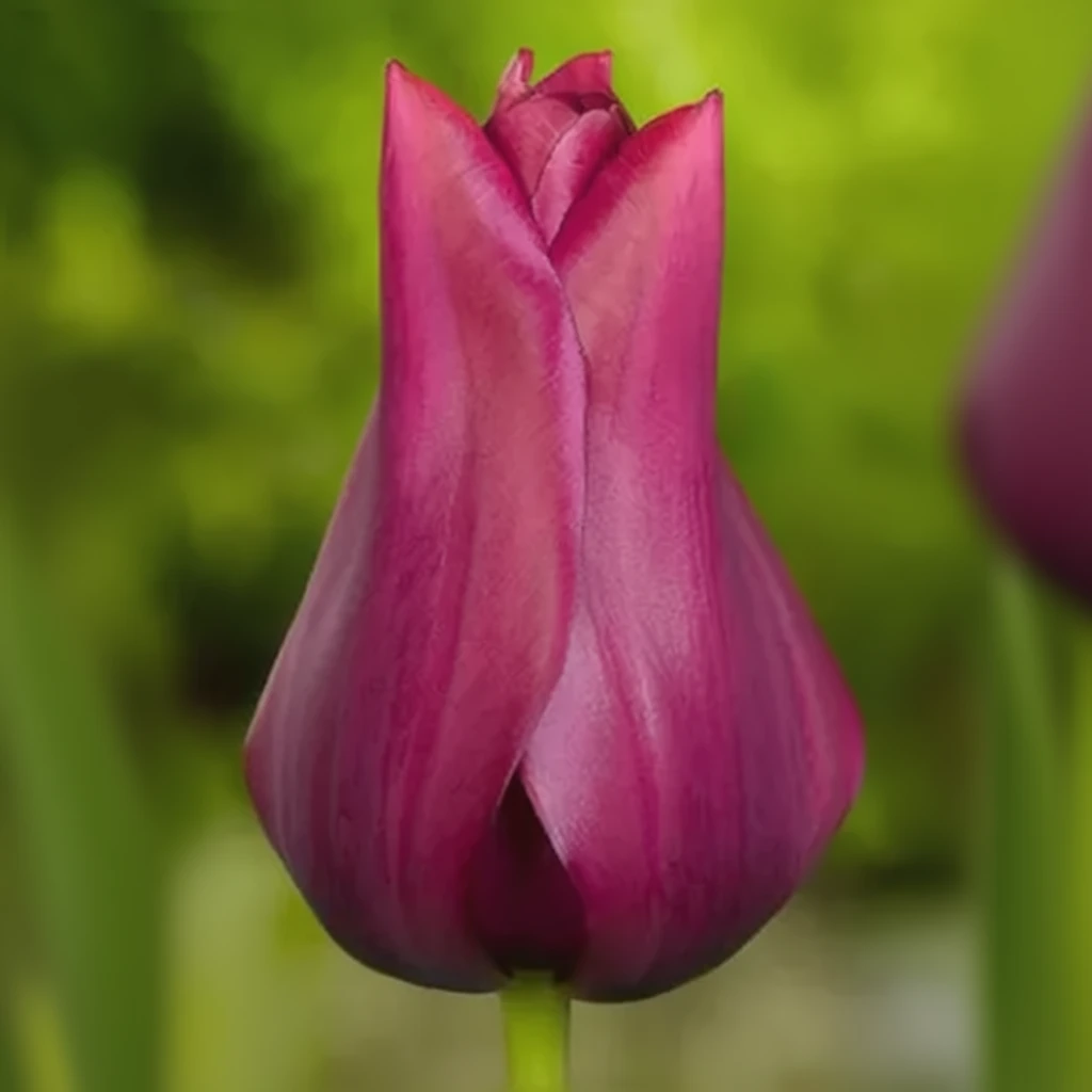 Тюльпан Мерло