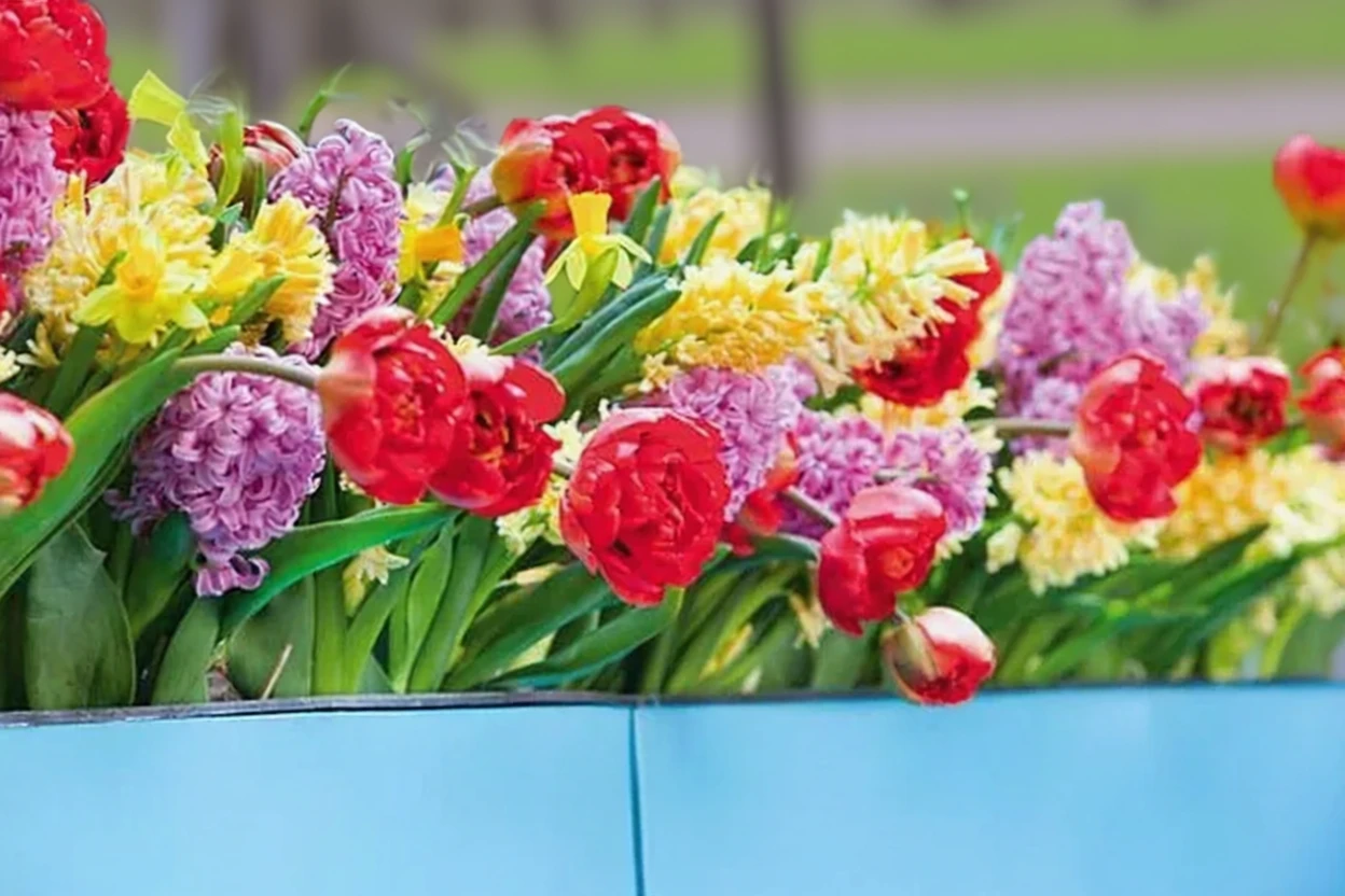 Тюльпан Міранда