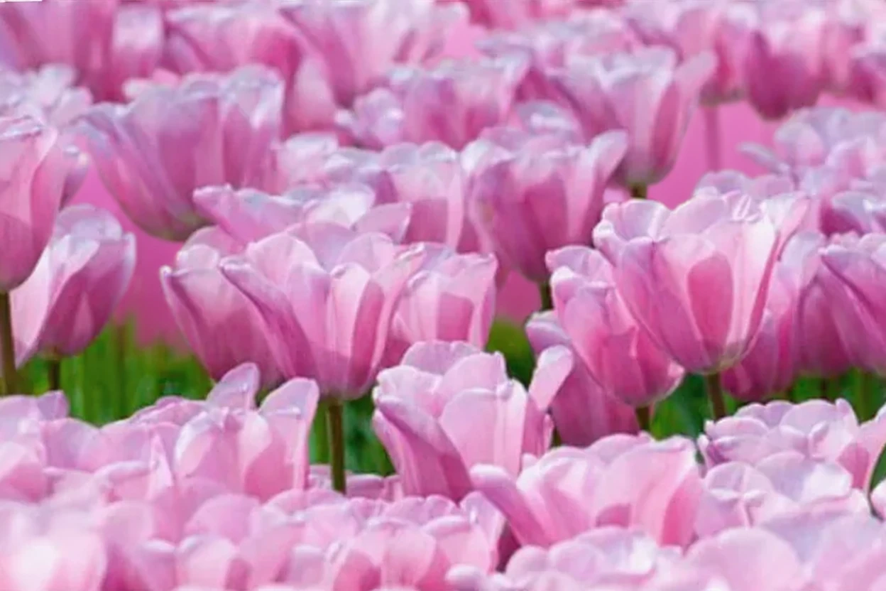 Тюльпан Містрес / Tulipa Mistress