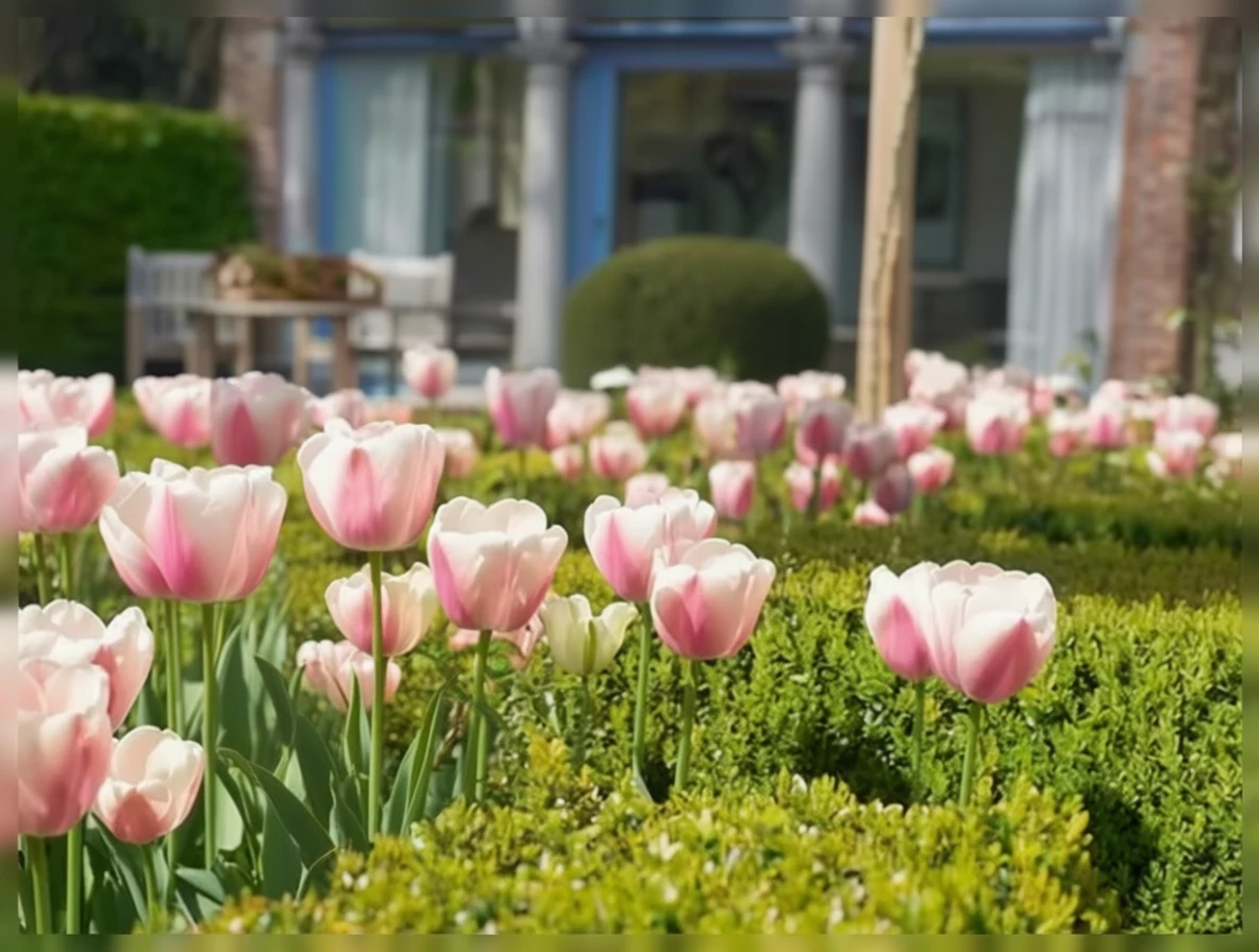 Тюльпан Олліулес