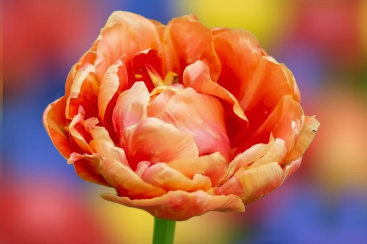 Тюльпан Оранж Анджелік / Tulipa Orange Angelique