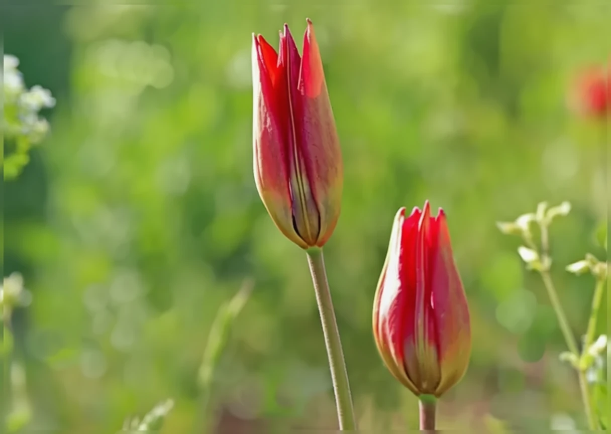 Тюльпан орфанідеа