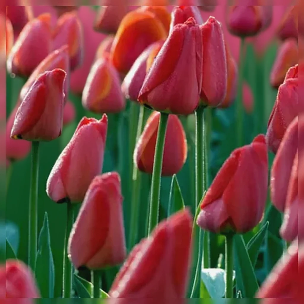 Тюльпан Парад