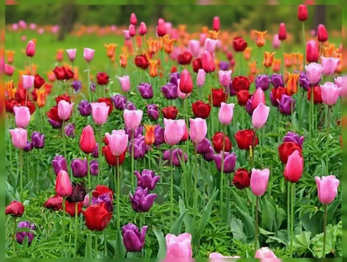 Тюльпан Пасіонал