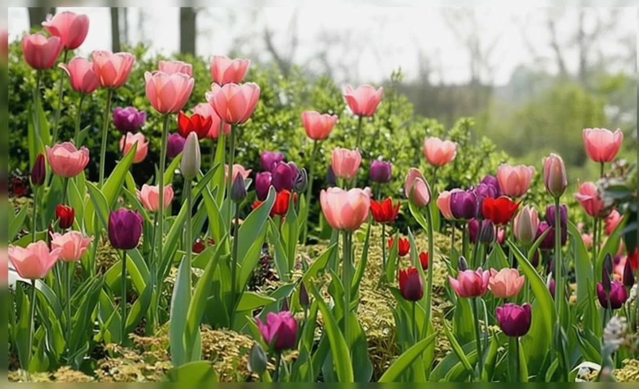 Тюльпан Пінк Імпрешн