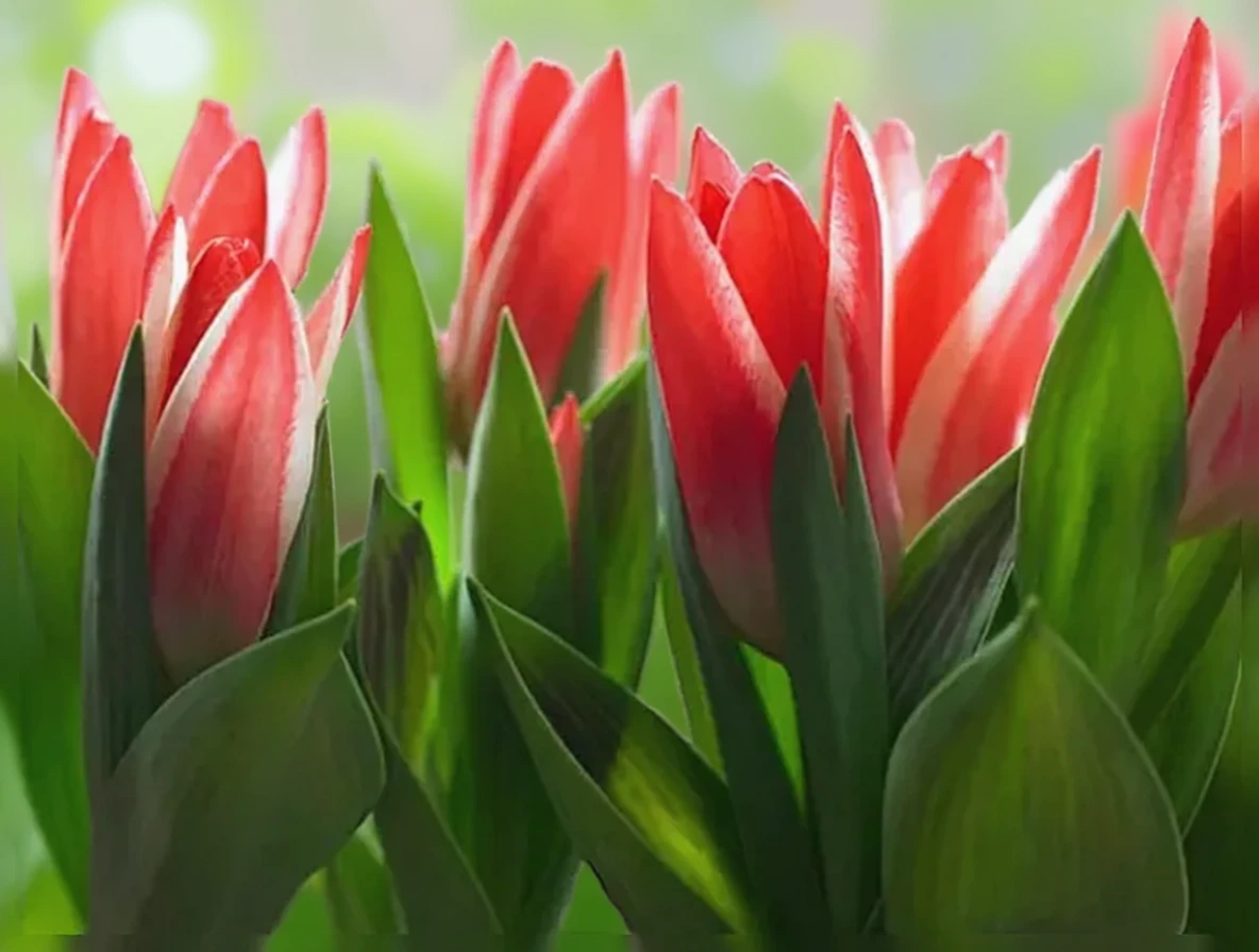 Тюльпан Піноккіо / Tulipa Pinocchio