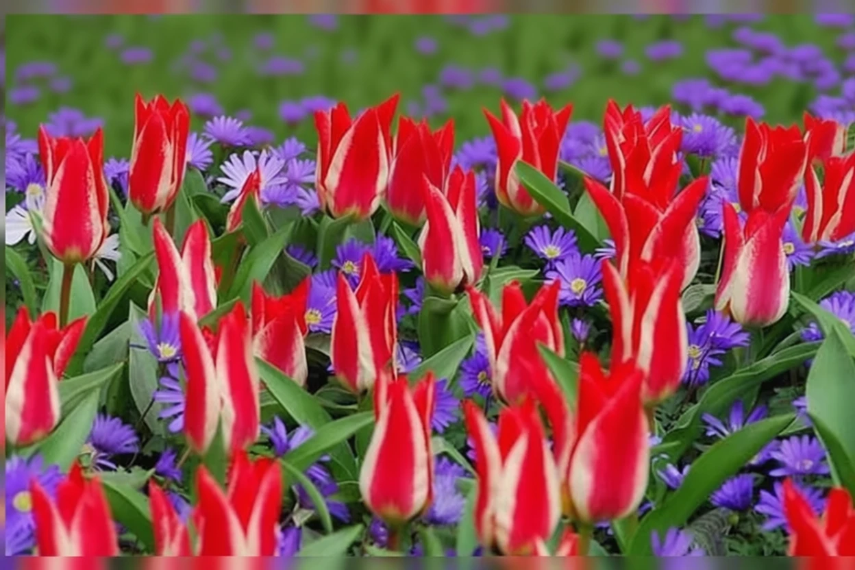 Тюльпан Піноккіо